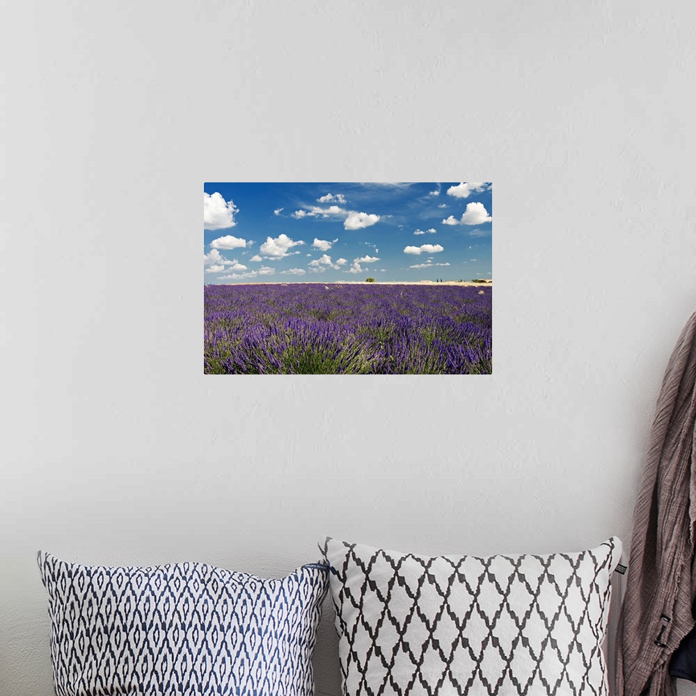 A bohemian room featuring Lavender field against blue sky.