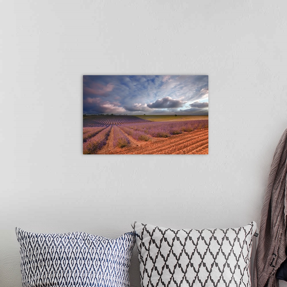 A bohemian room featuring Lavender, field at sunset Valensole, France, Europe.