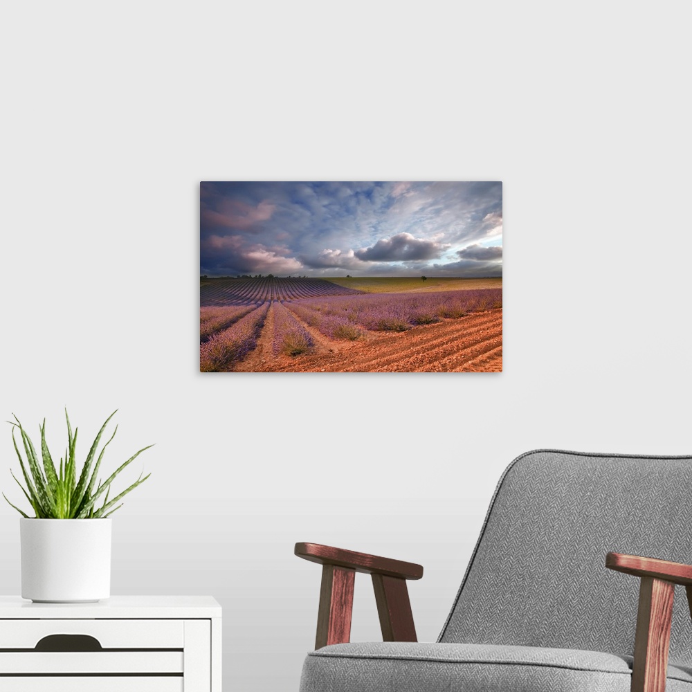 A modern room featuring Lavender, field at sunset Valensole, France, Europe.