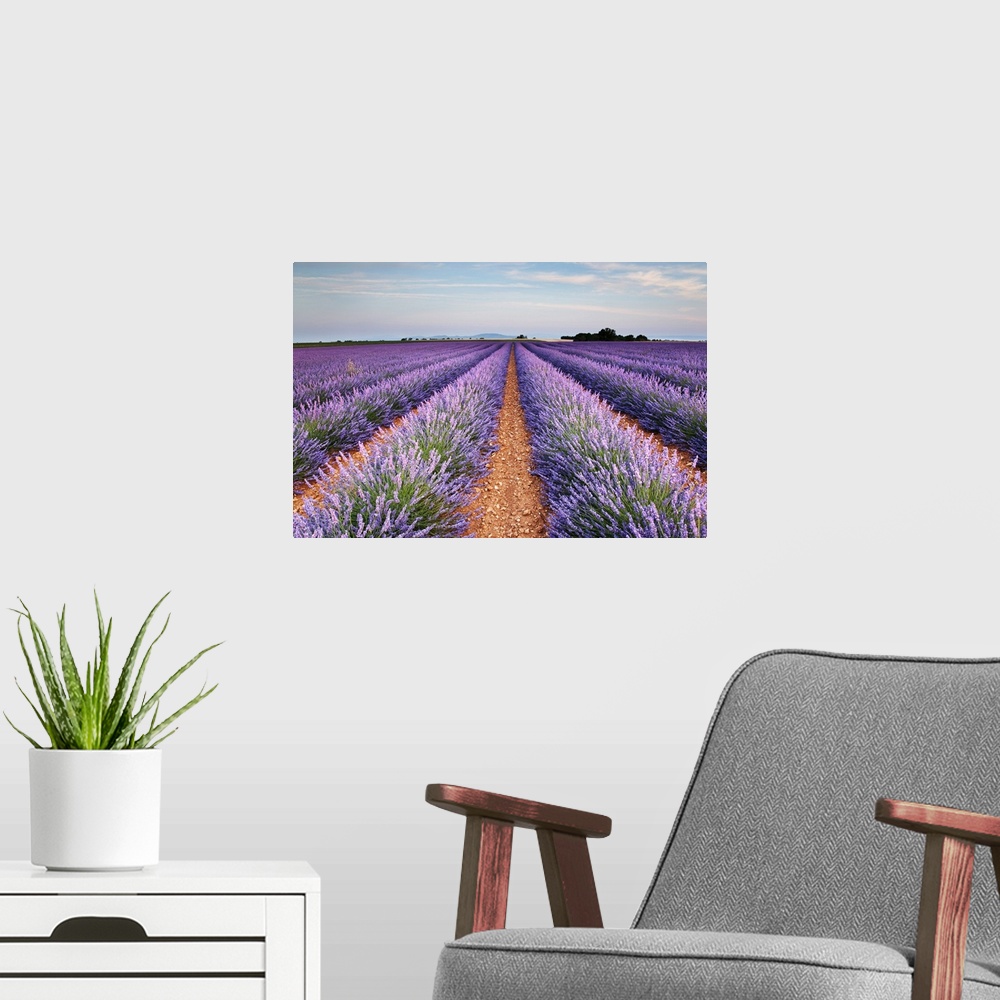A modern room featuring Lavender field in blossom, France.