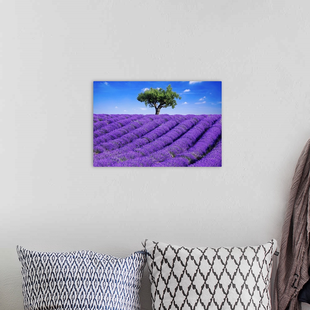 A bohemian room featuring Photo of a field of bright purple lavender flowers blooming in the Haute Provence, France.