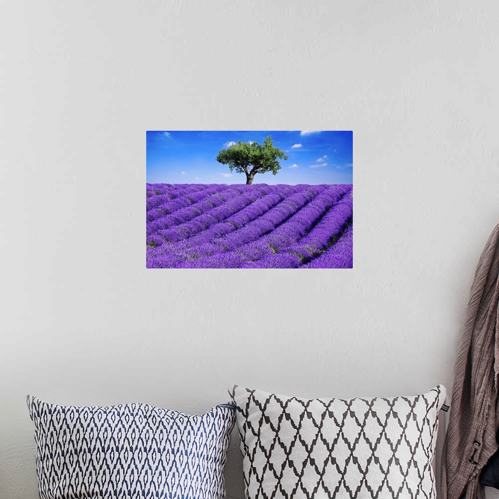 A bohemian room featuring Photo of a field of bright purple lavender flowers blooming in the Haute Provence, France.