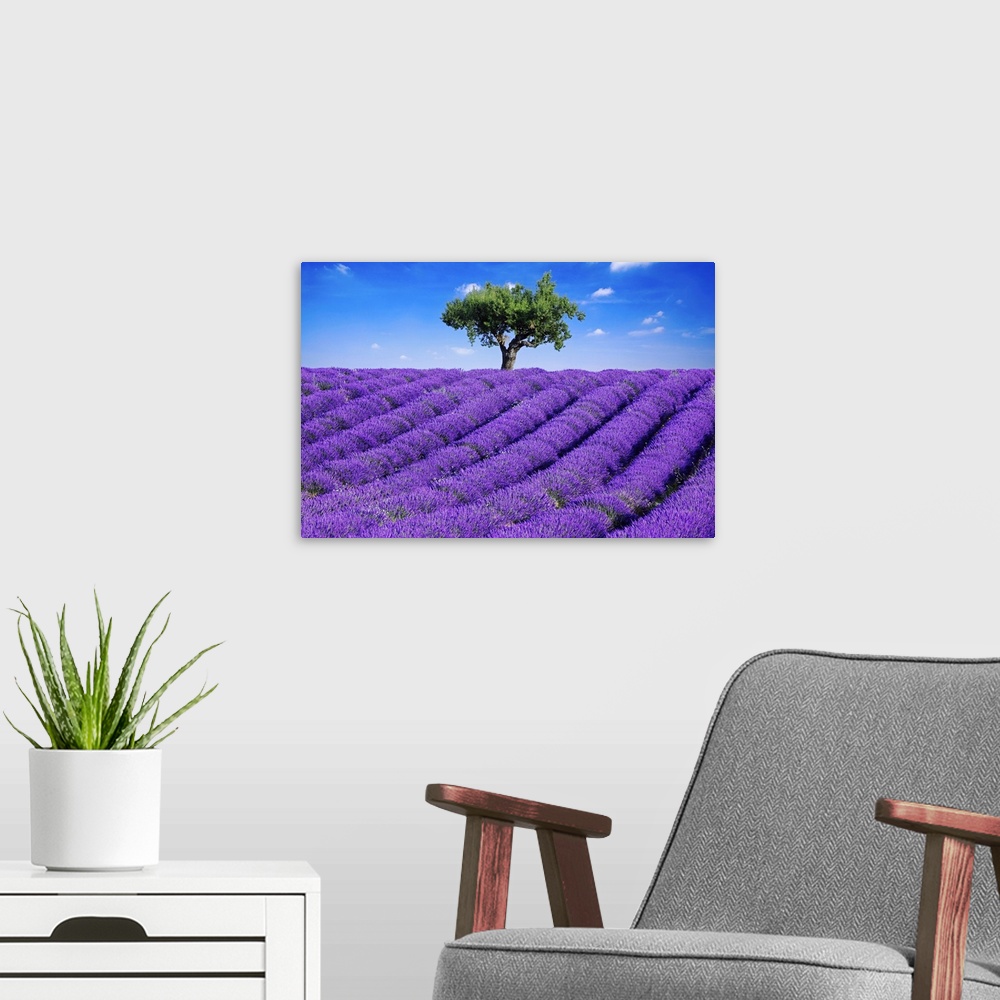A modern room featuring Photo of a field of bright purple lavender flowers blooming in the Haute Provence, France.
