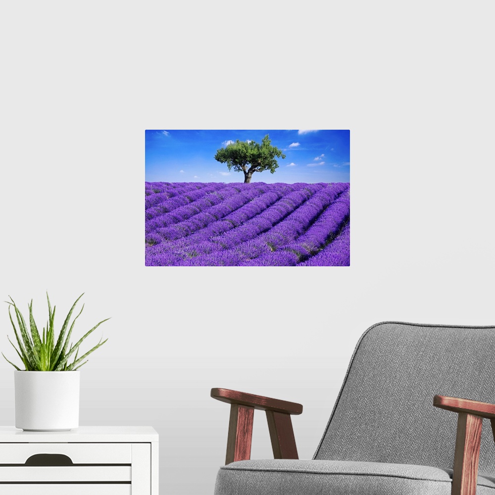 A modern room featuring Photo of a field of bright purple lavender flowers blooming in the Haute Provence, France.