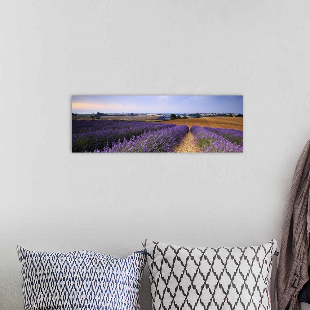 A bohemian room featuring Close-up of rows of lavender in full blossom at sunrise, Valensole, Haute Provence, France.