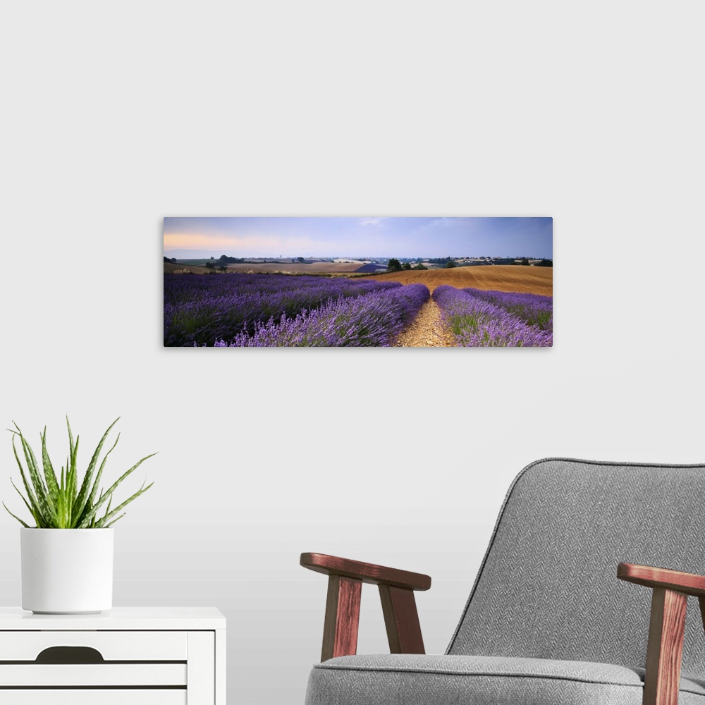 A modern room featuring Close-up of rows of lavender in full blossom at sunrise, Valensole, Haute Provence, France.