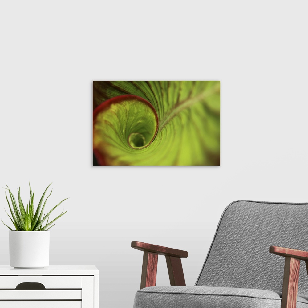 A modern room featuring Leaf Green Spiral In The Rainforest