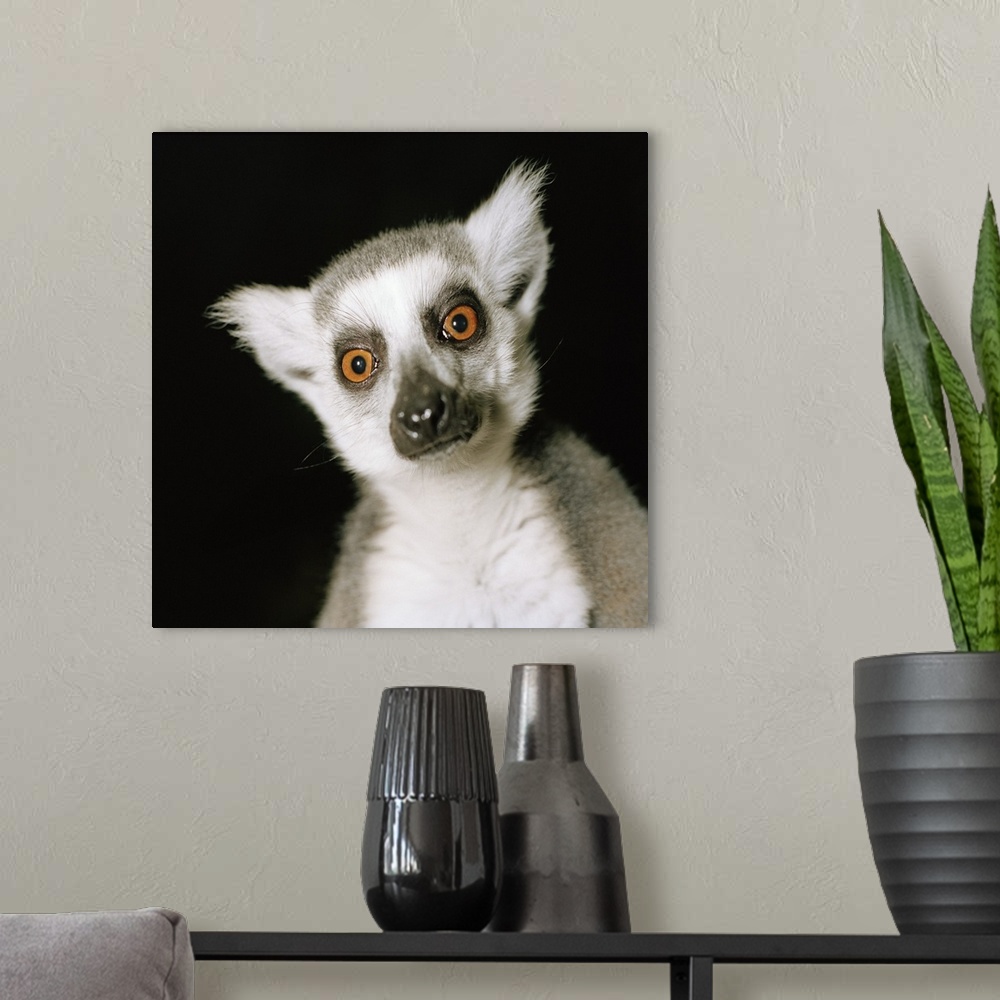 A modern room featuring Lemur