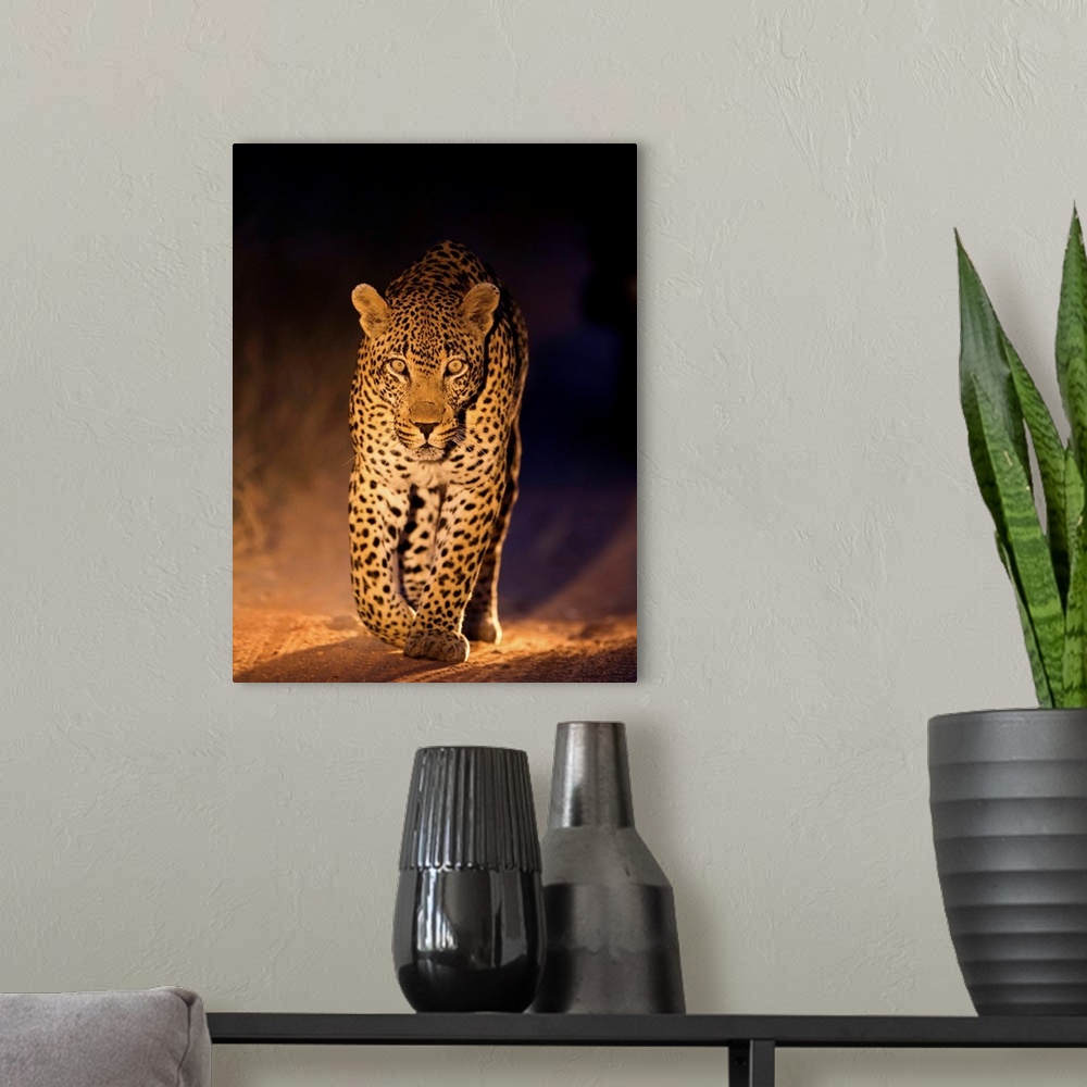 A modern room featuring South Africa, Mpumalanga Province, Sabi Sands Game Reserve, Spotlight illuminates Leopard (Panthe...