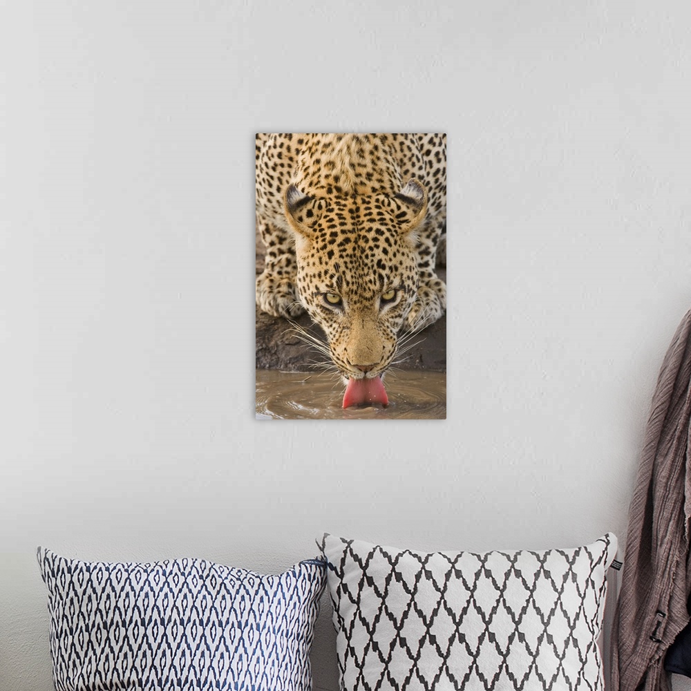 A bohemian room featuring Leopard drinking, Greater Kruger National Park, South Africa