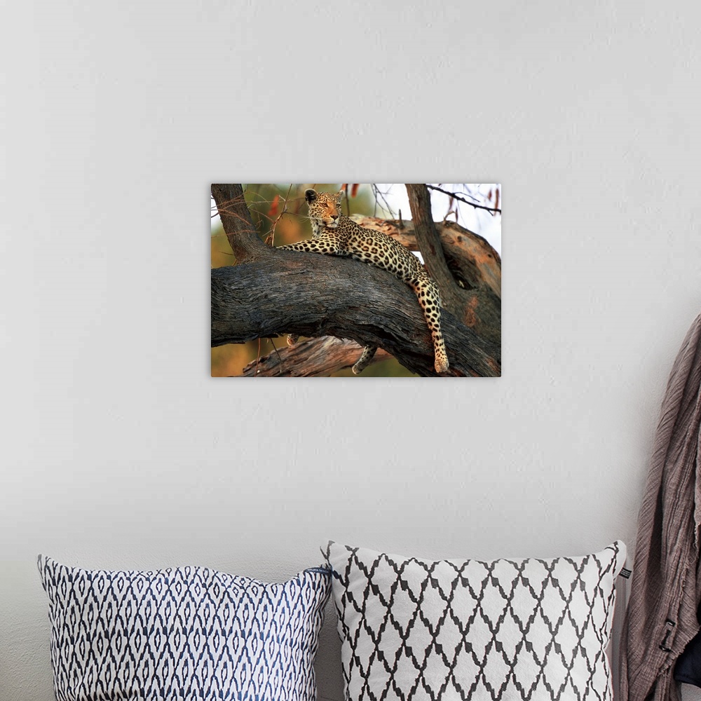 A bohemian room featuring Leopard In Tree
