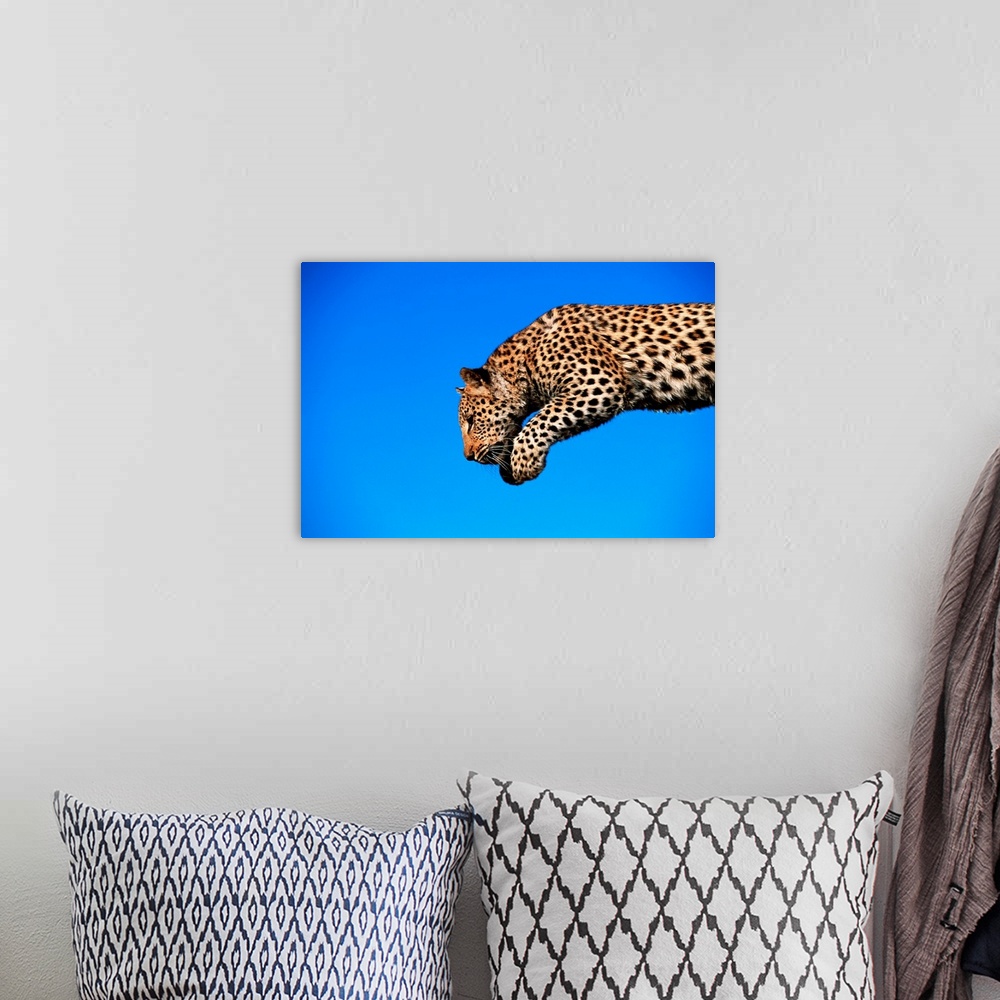 A bohemian room featuring Leopard Jumping
