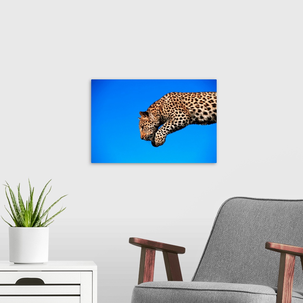 A modern room featuring Leopard Jumping