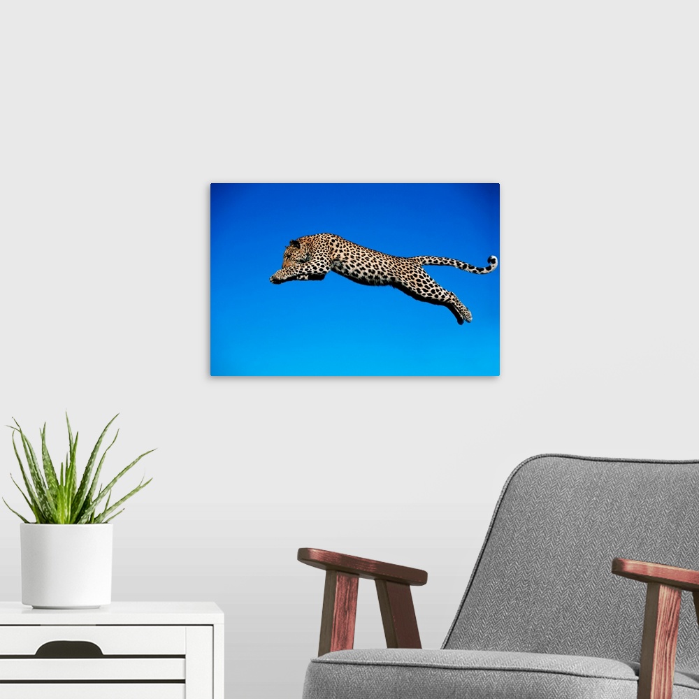 A modern room featuring Leopard Jumping