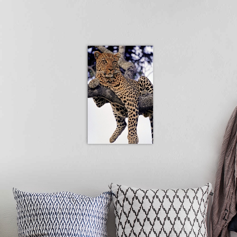A bohemian room featuring A male leopard drapes himself over a tree branch in Kenya's Masai Mara National Reserve.