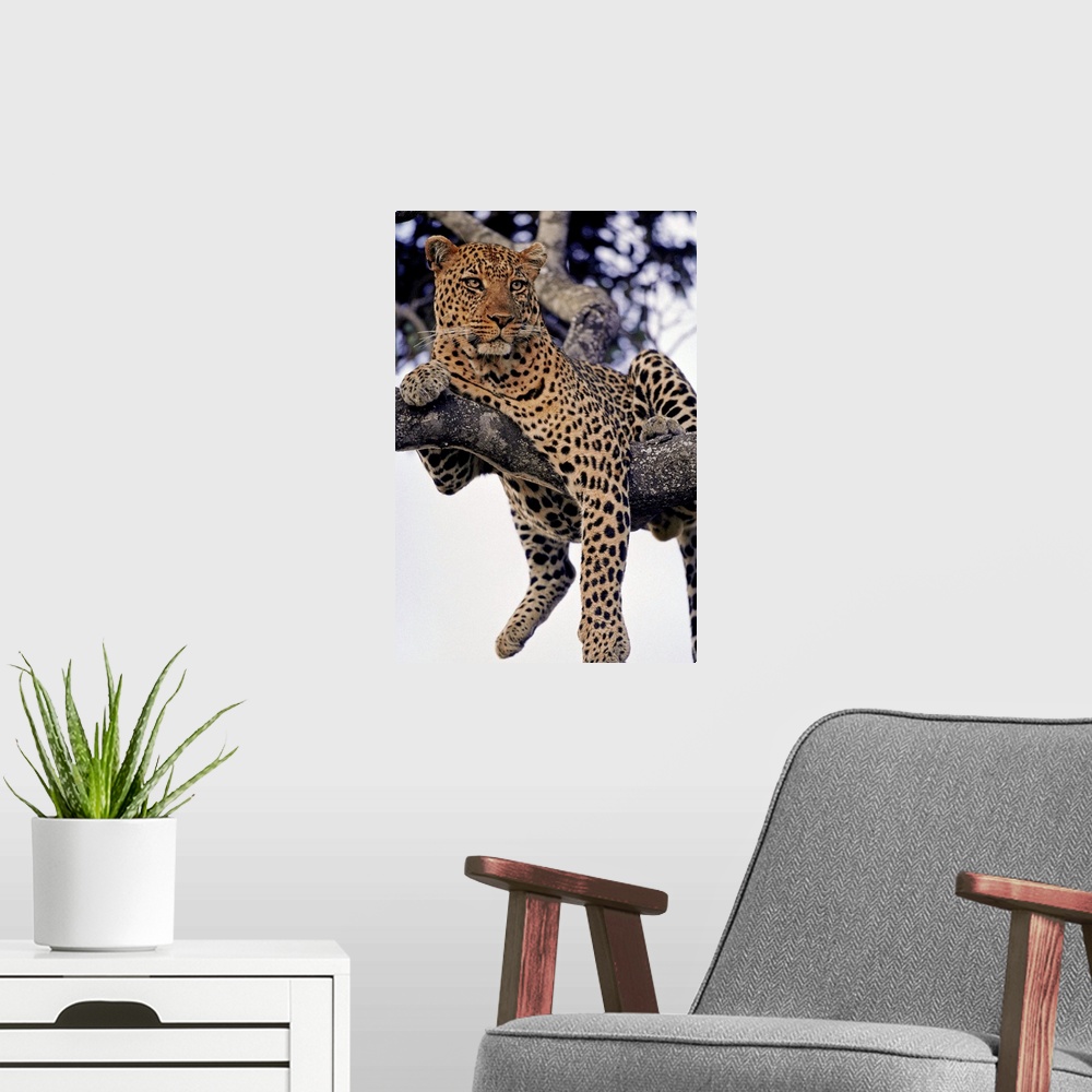 A modern room featuring A male leopard drapes himself over a tree branch in Kenya's Masai Mara National Reserve.