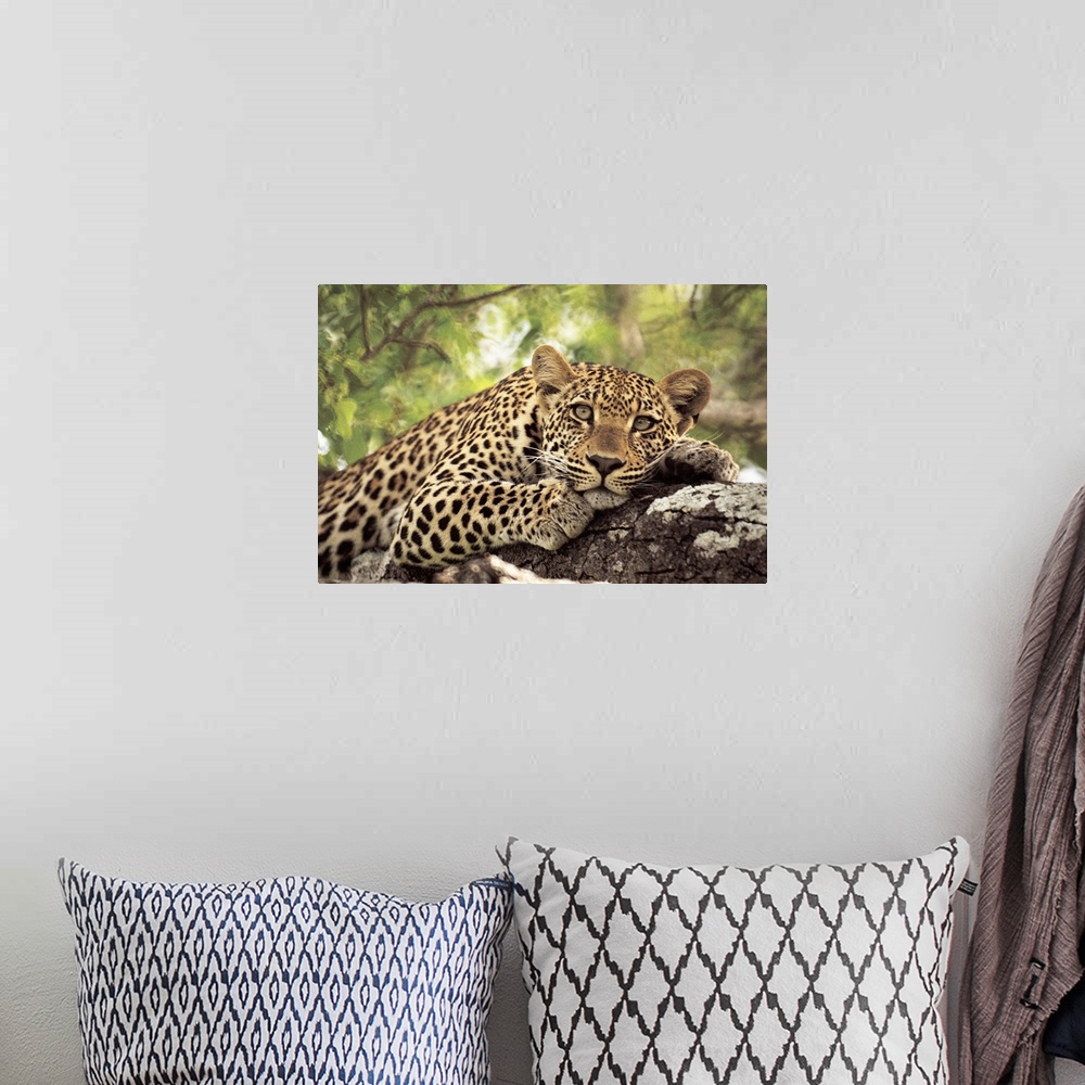 A bohemian room featuring A spotted leopard sits in a tree staring at the camera.
