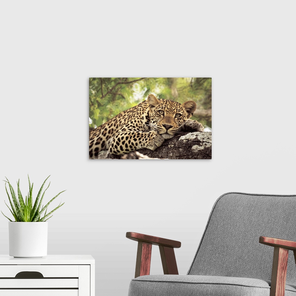 A modern room featuring A spotted leopard sits in a tree staring at the camera.