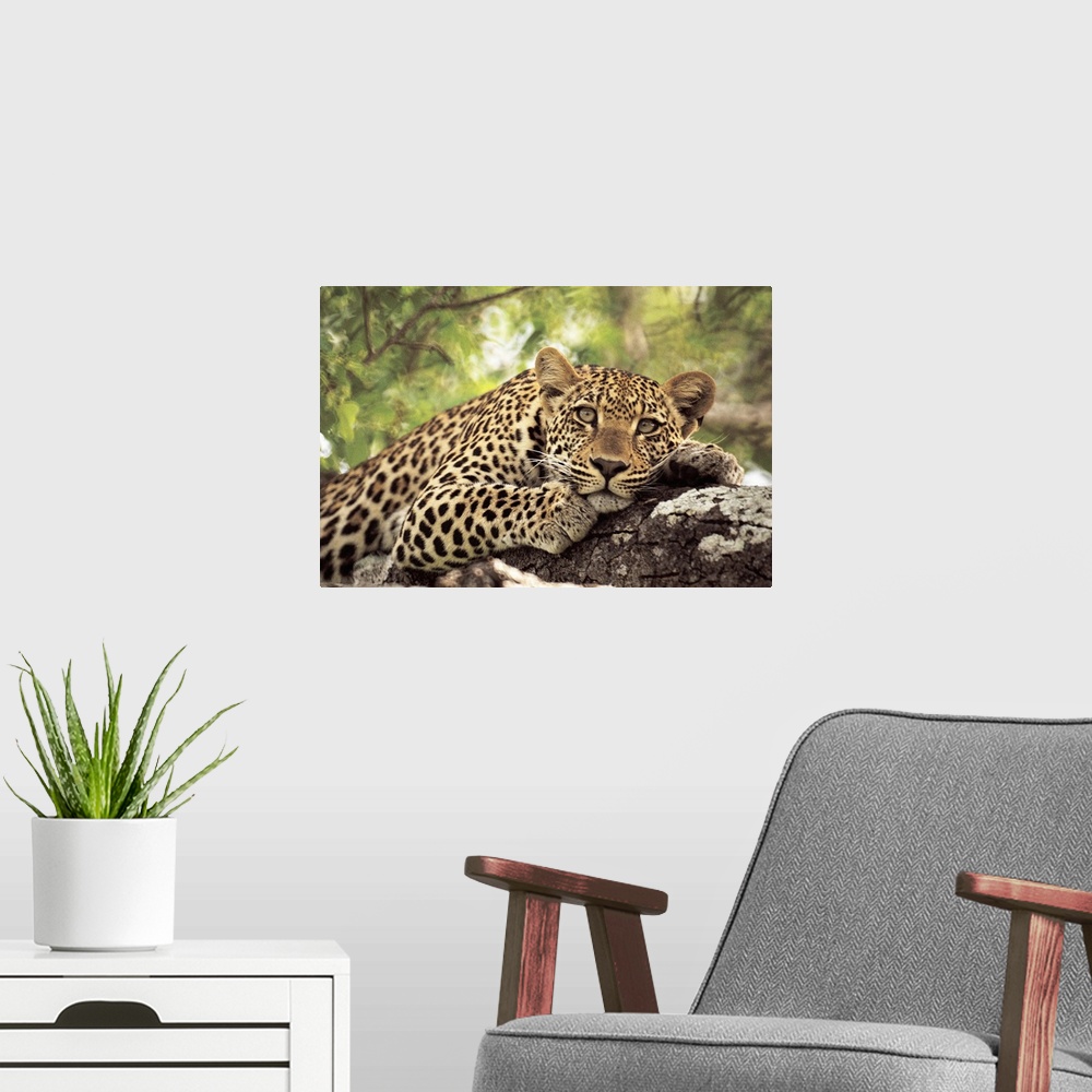 A modern room featuring A spotted leopard sits in a tree staring at the camera.