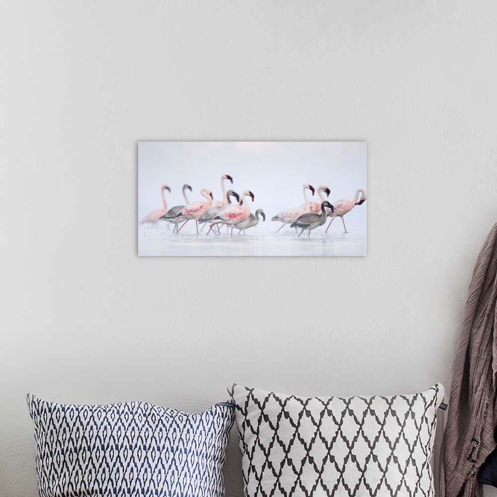 A bohemian room featuring Lesser Flamingoes In Fog