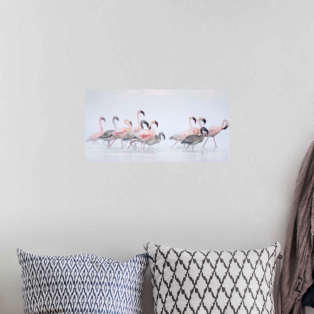 A bohemian room featuring Lesser Flamingoes In Fog