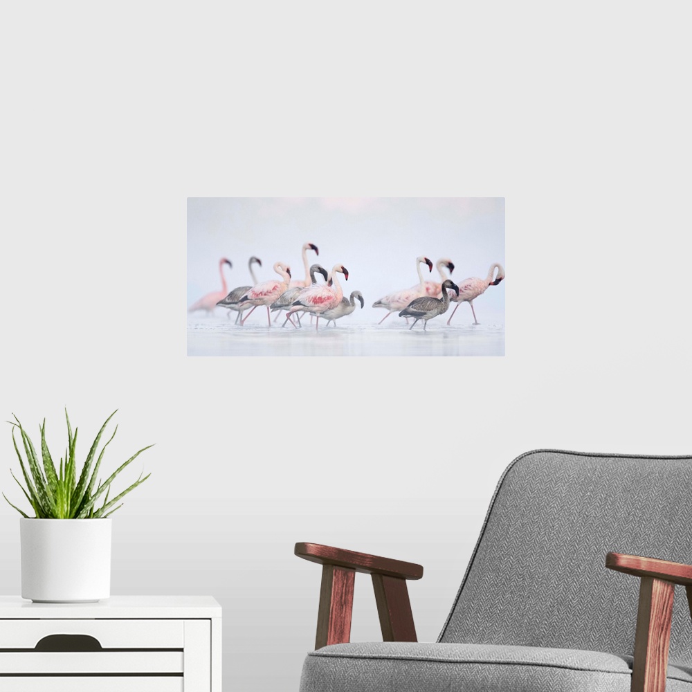 A modern room featuring Lesser Flamingoes In Fog