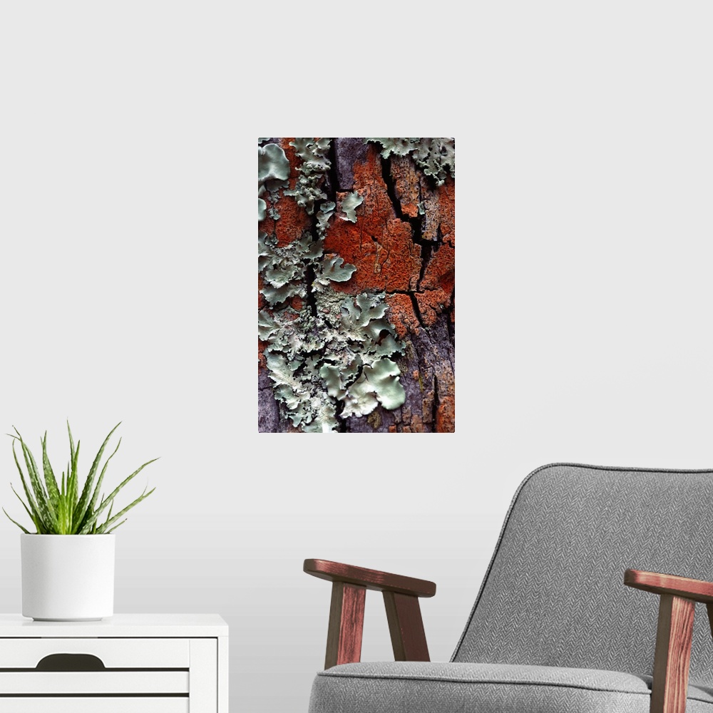A modern room featuring Lichen on tree bark