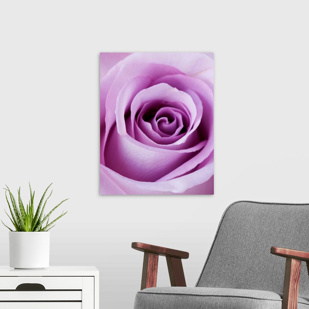 A modern room featuring Light Purple Rose