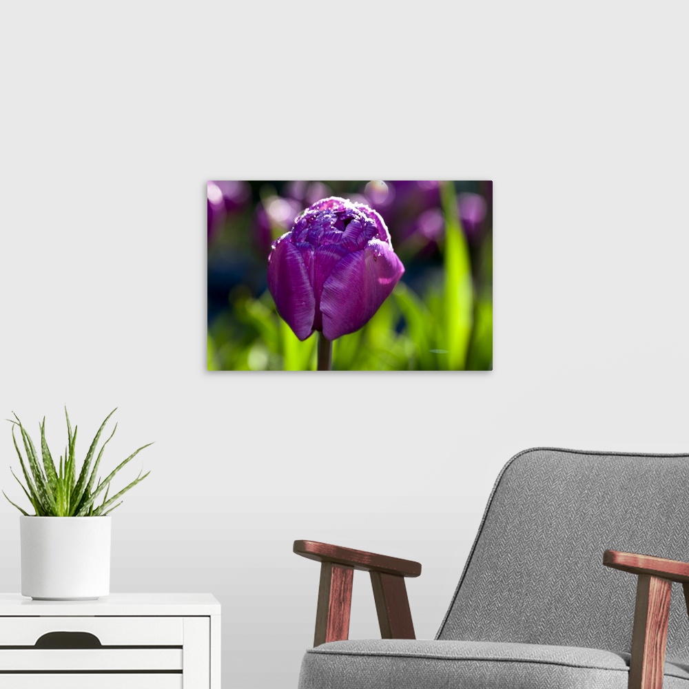 A modern room featuring Double Late: Often called Peony tulip, because they have so many petals.