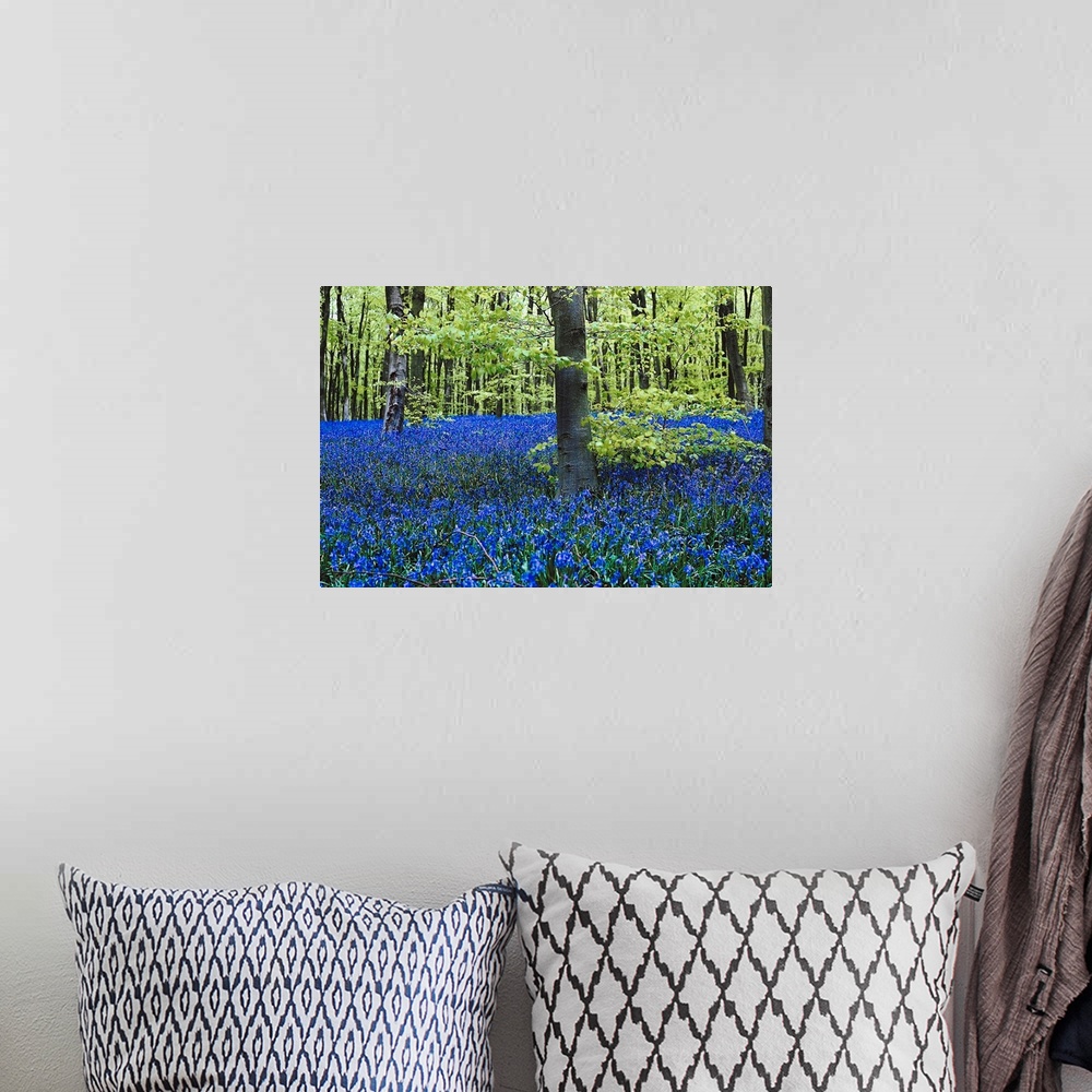 A bohemian room featuring Image of a forest in spring with hundreds of lilacs in bloom.