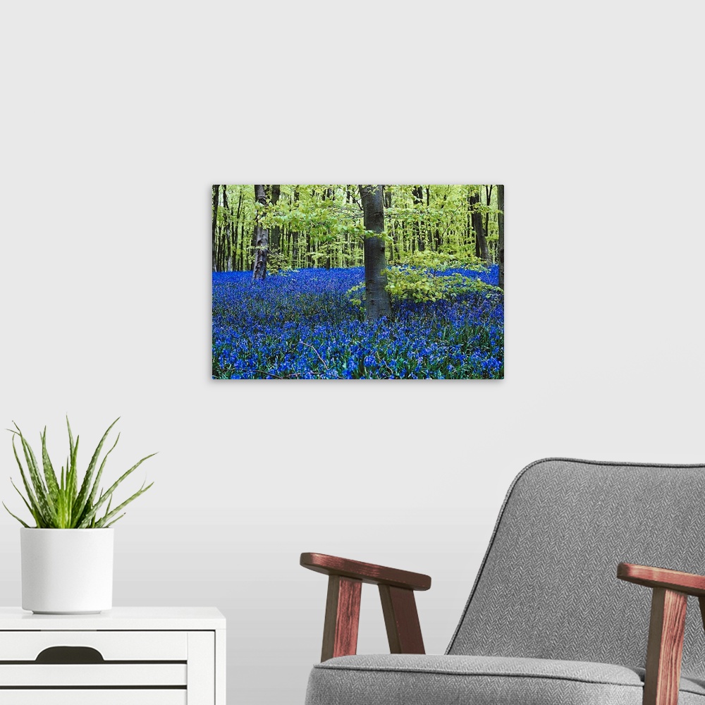 A modern room featuring Image of a forest in spring with hundreds of lilacs in bloom.