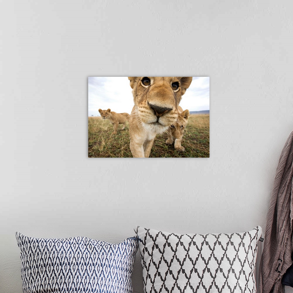 A bohemian room featuring Lion cubs (Panthera leo) stalking toward remote camera with wide angle lens. Photograph by Paul S...