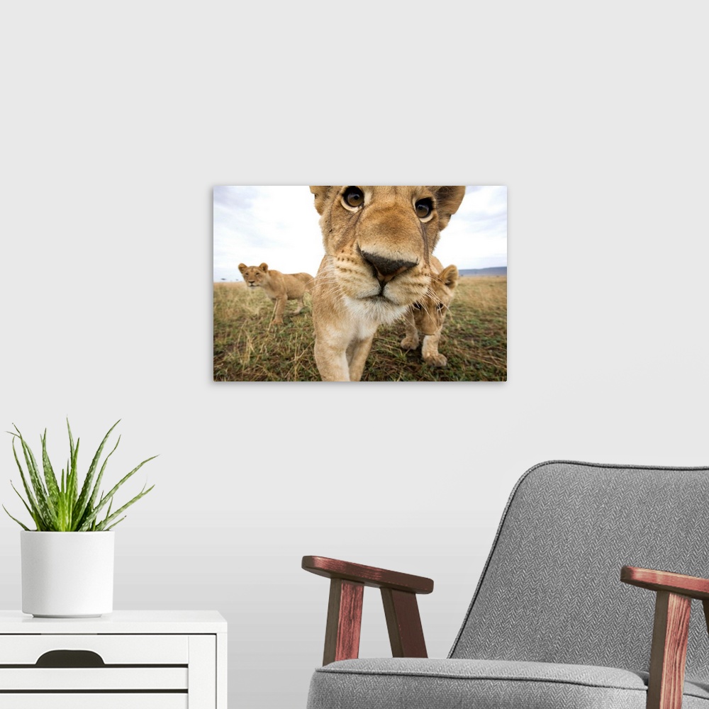 A modern room featuring Lion cubs (Panthera leo) stalking toward remote camera with wide angle lens. Photograph by Paul S...