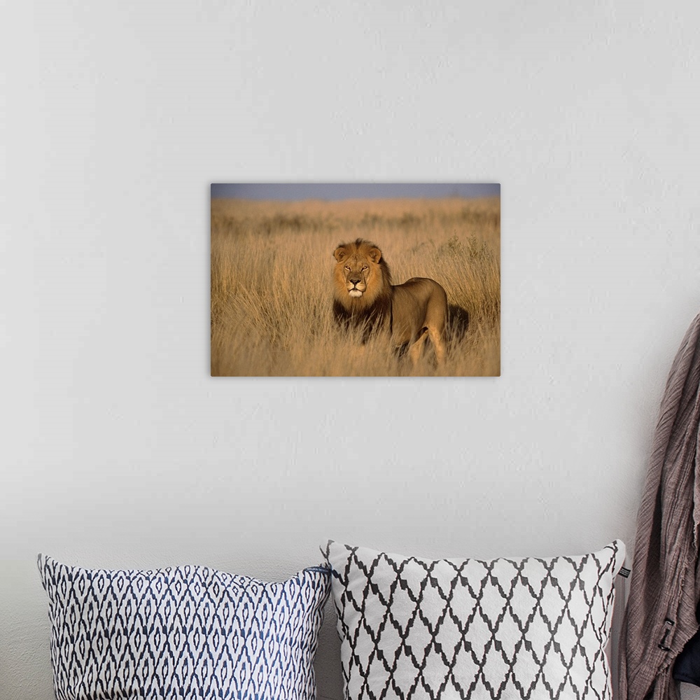 A bohemian room featuring Giant canvas of a lion standing in a field cast with lighting from the sunset.