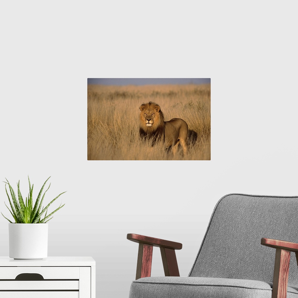 A modern room featuring Giant canvas of a lion standing in a field cast with lighting from the sunset.