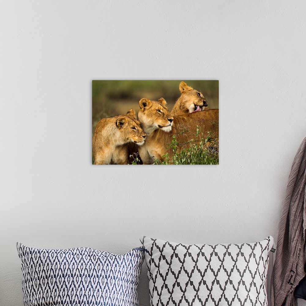 A bohemian room featuring Tanzania, Ngorongoro Conservation Area, Ndutu Plains, Lioness (Panthera leo) greeting greeting an...