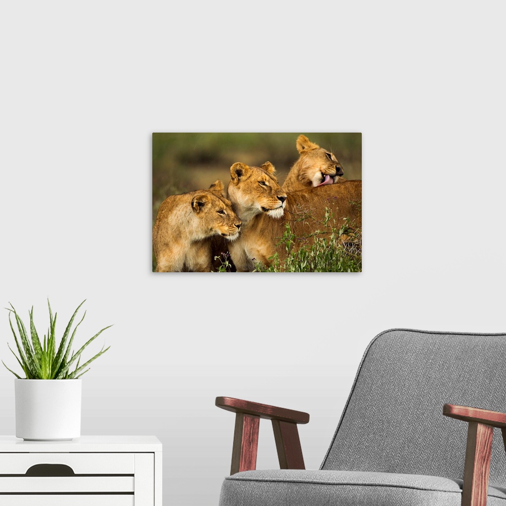 A modern room featuring Tanzania, Ngorongoro Conservation Area, Ndutu Plains, Lioness (Panthera leo) greeting greeting an...