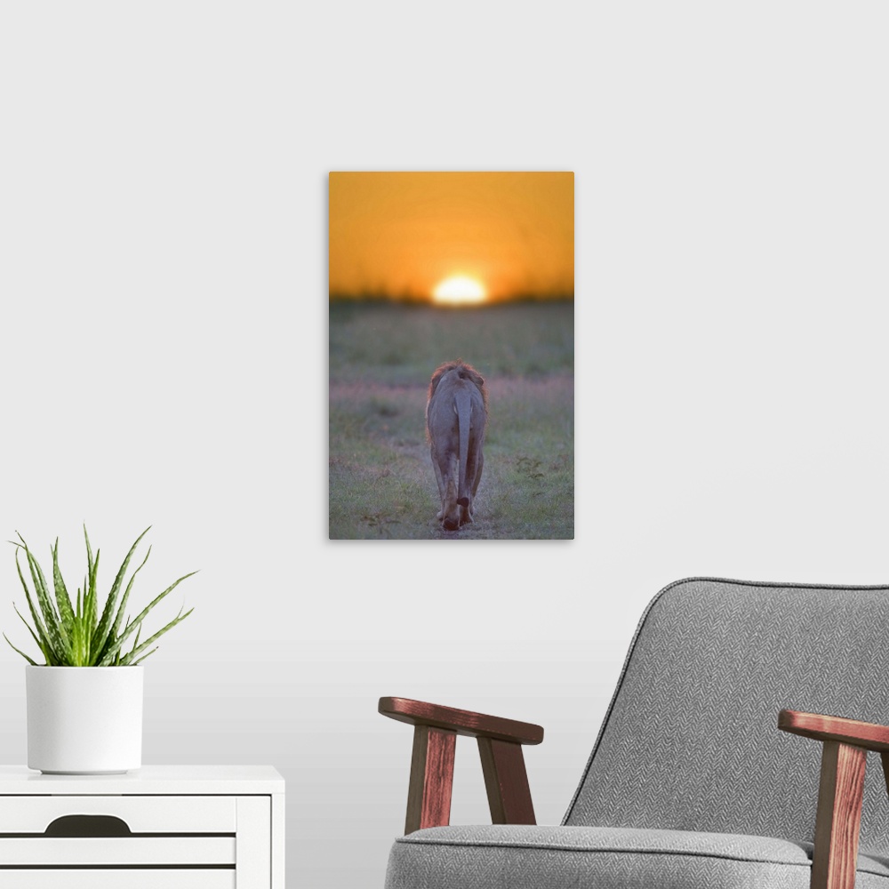 A modern room featuring Lion walking towards the sunset, Kenya, Masai Mara