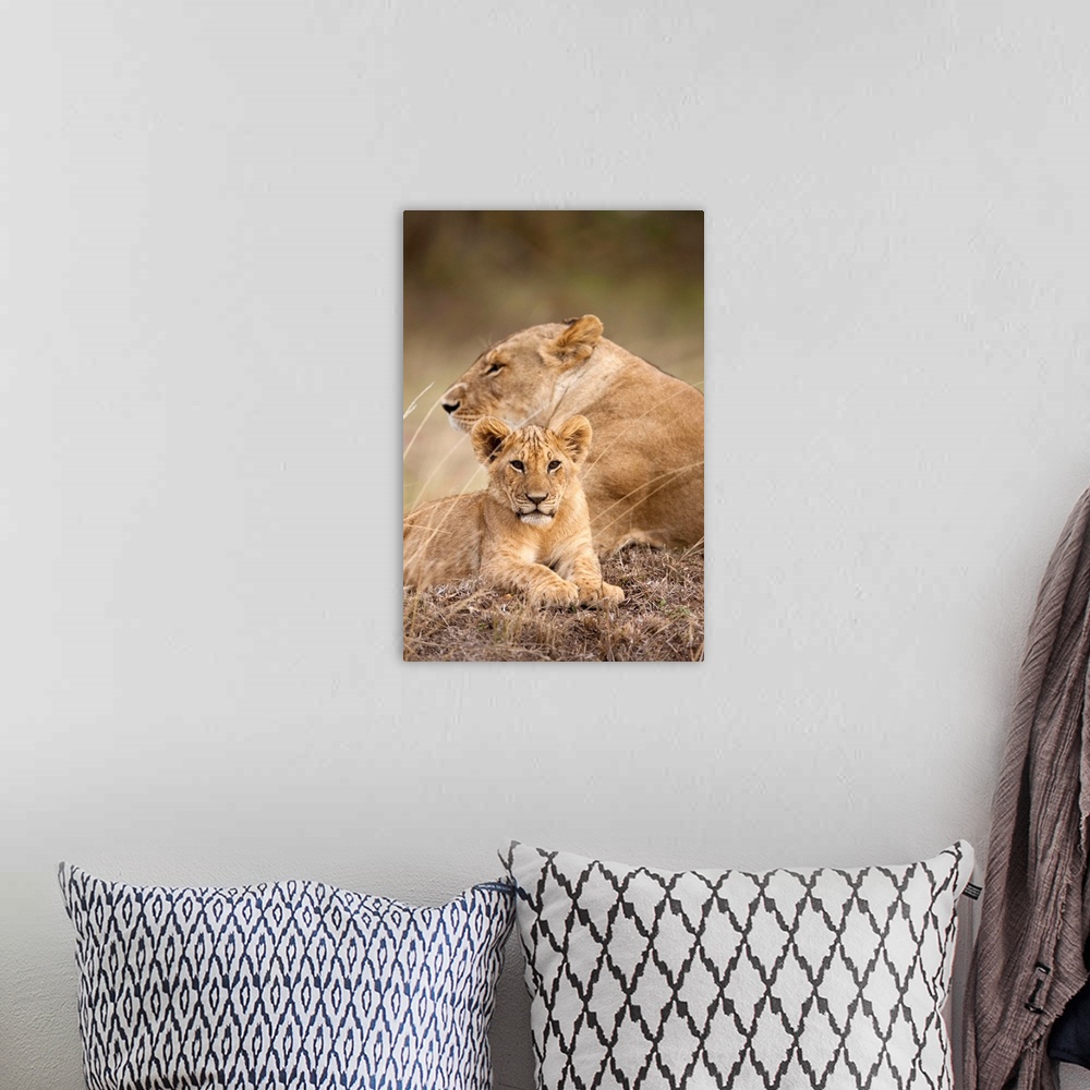 A bohemian room featuring Lioness And Cub