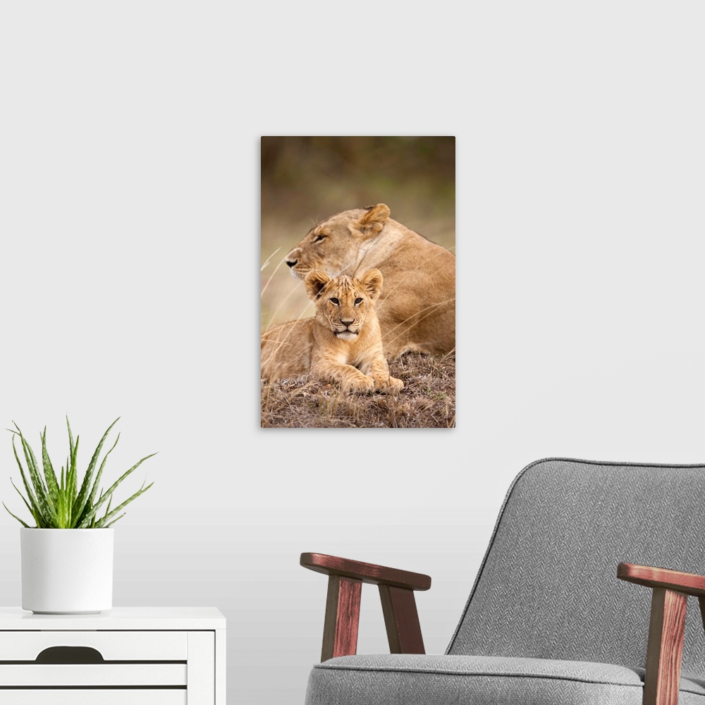 A modern room featuring Lioness And Cub