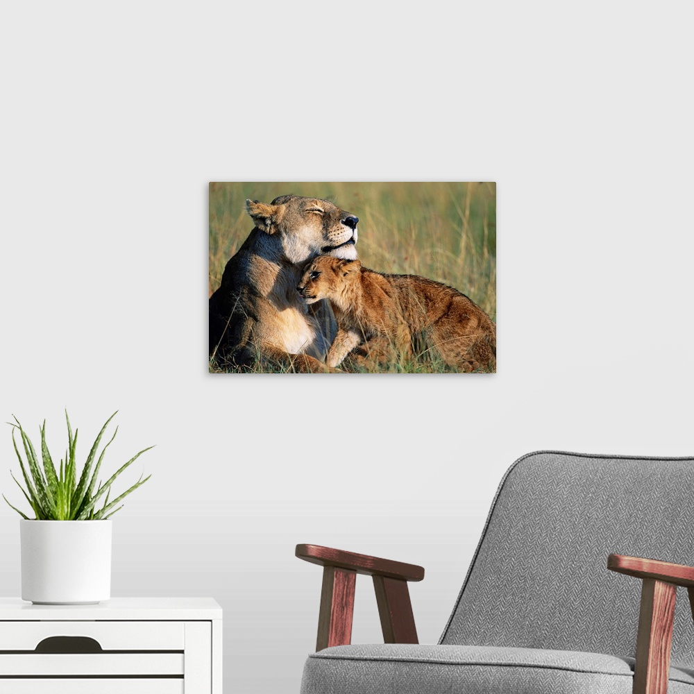 A modern room featuring Lioness And Cub Resting On The Savanna