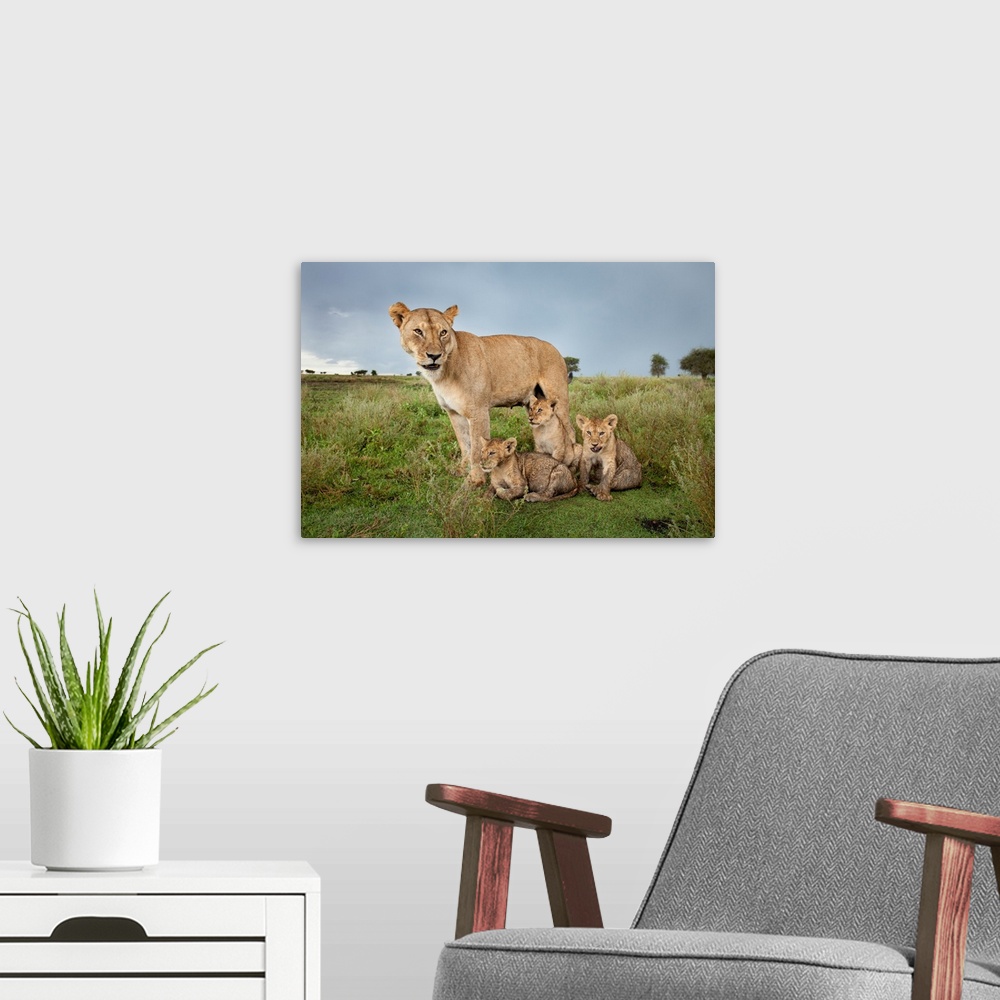 A modern room featuring Tanzania, Ngorongoro Conservation Area, Ndutu Plains, Lioness (Panthera leo) stands beside young ...