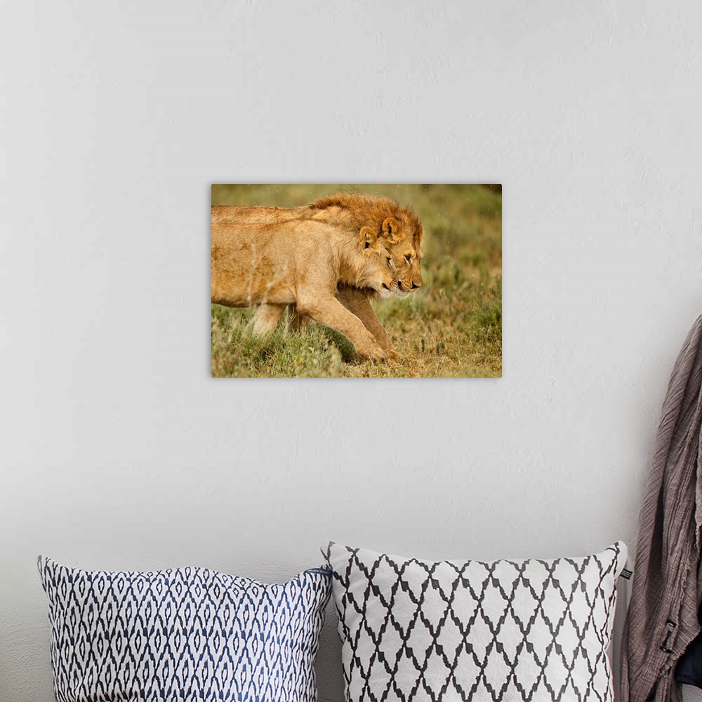 A bohemian room featuring Tanzania, Ngorongoro Conservation Area, Ndutu Plains, Lioness (Panthera leo) greeting adult male ...