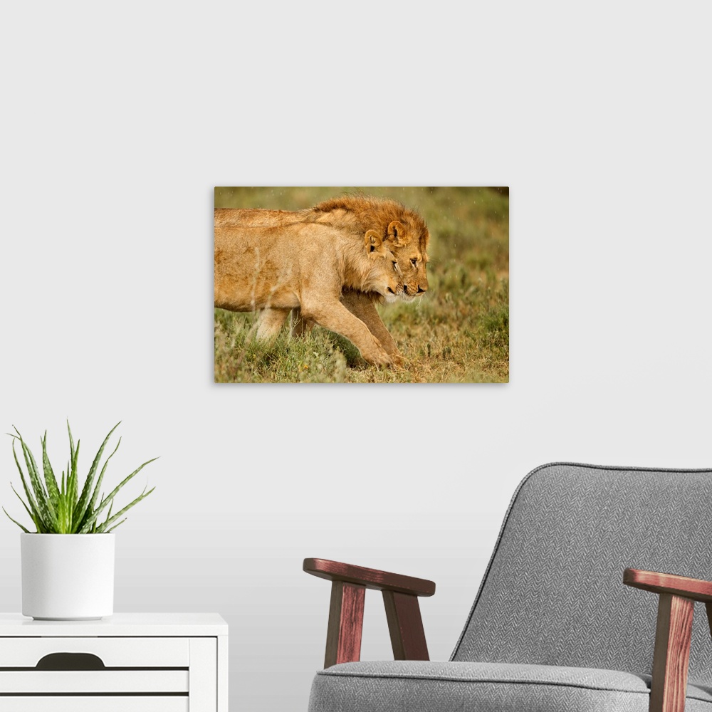 A modern room featuring Tanzania, Ngorongoro Conservation Area, Ndutu Plains, Lioness (Panthera leo) greeting adult male ...