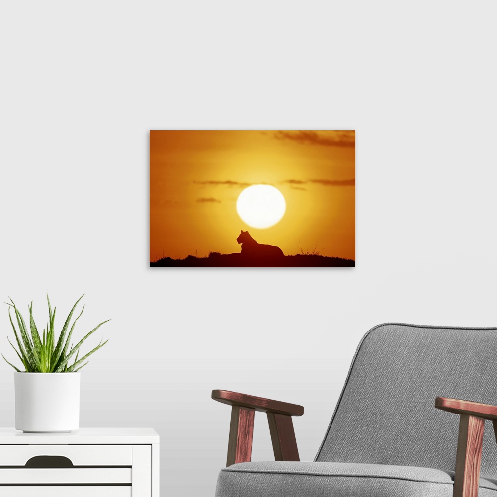 A modern room featuring Landscape, large photograph of the silhouette of a female lion, lying under the bright sun as it ...