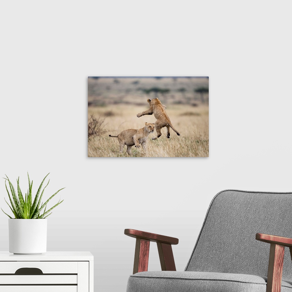 A modern room featuring Lions Playing In Masai Mara Game Reserve, Kenya