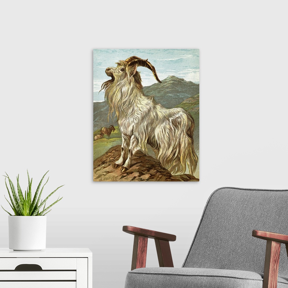 A modern room featuring Lithograph of a mountain goat by H. Weir, dated 1871.
