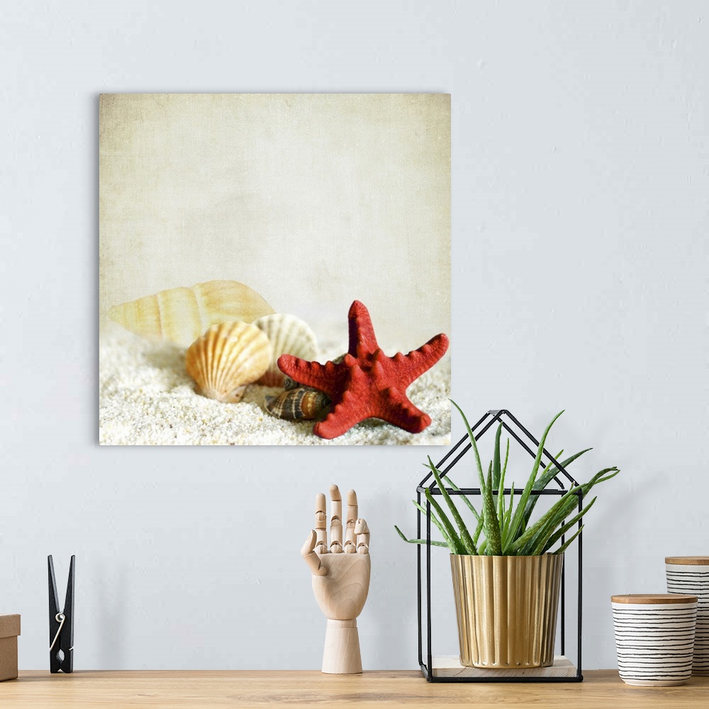 A bohemian room featuring Square photo on canvas of shells and a starfish sitting on sand against a neutral background.