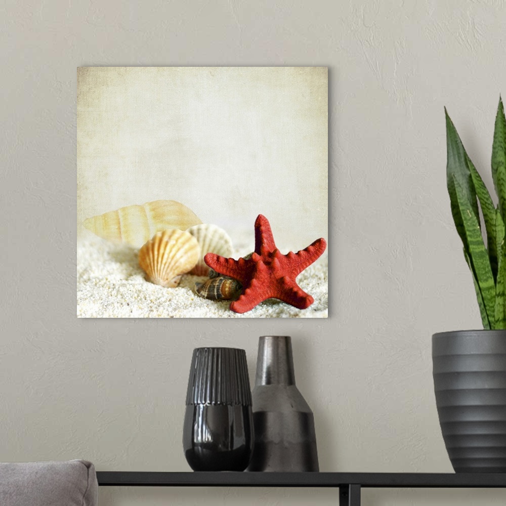 A modern room featuring Square photo on canvas of shells and a starfish sitting on sand against a neutral background.