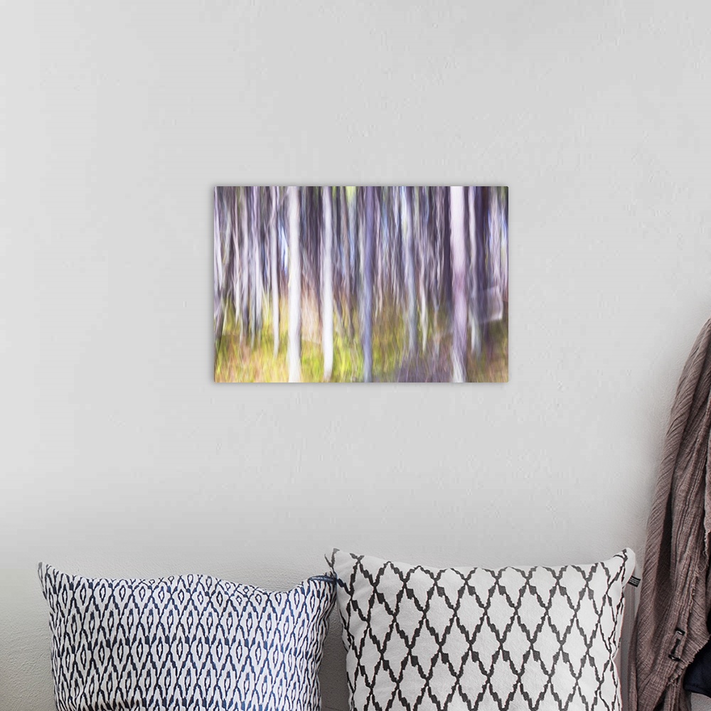 A bohemian room featuring Lodgepole pine tree forest abstract on Mt. Rose Swanson, Armstrong, British Columbia, Canada.